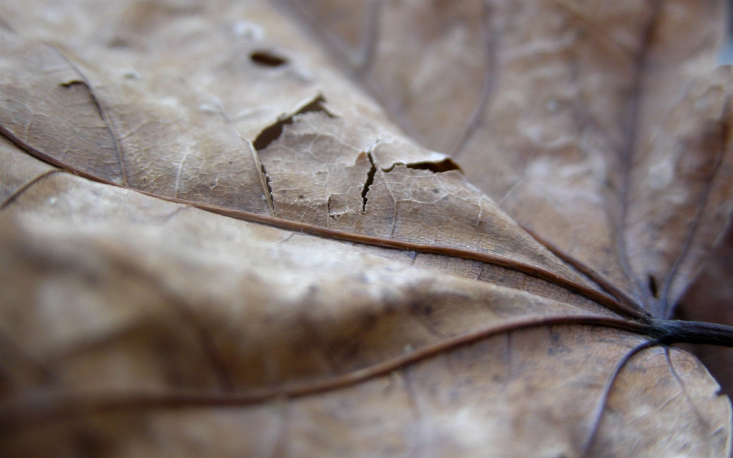 Étrangères papier peint feuille photographie vert (1) #5 - 1440x900