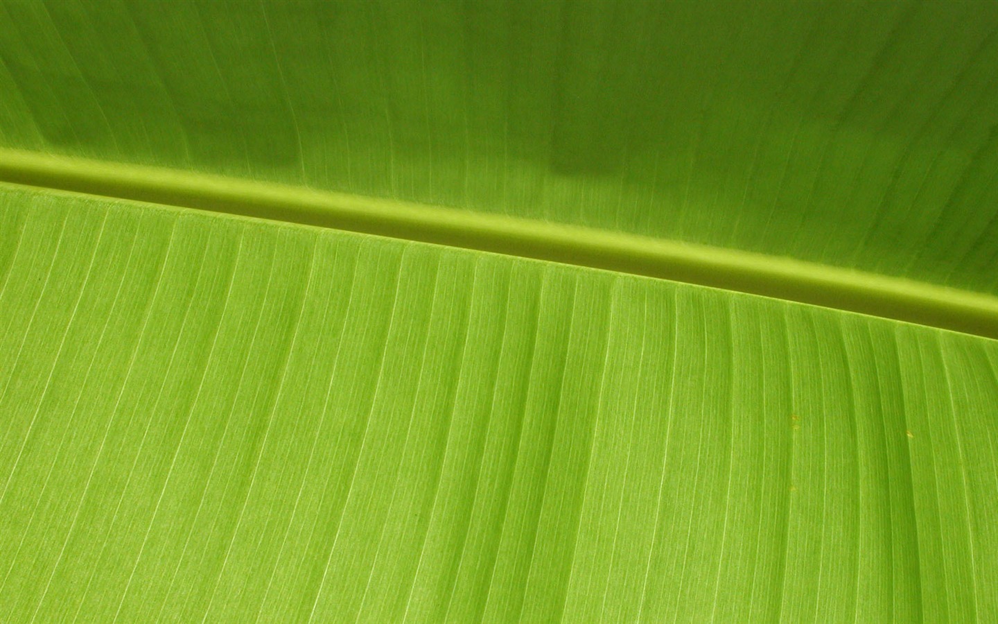 Иностранные фотографии обои зеленые листья (1) #9 - 1440x900