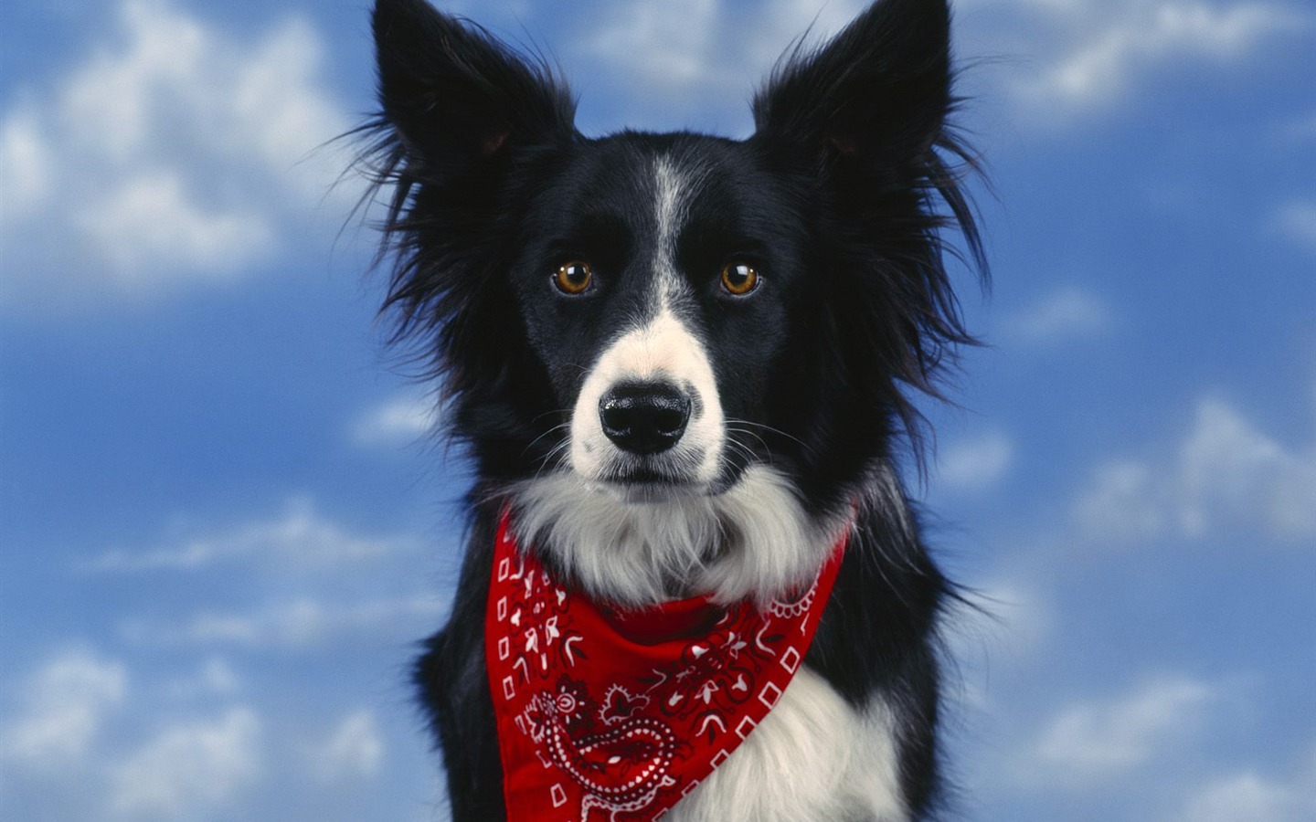 1600 fonds d'écran photo de chien (5) #18 - 1440x900