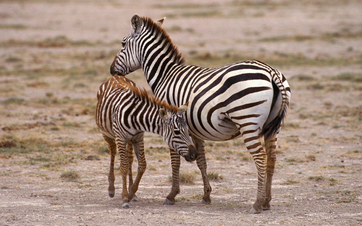 Zebra Фото обои #5 - 1440x900