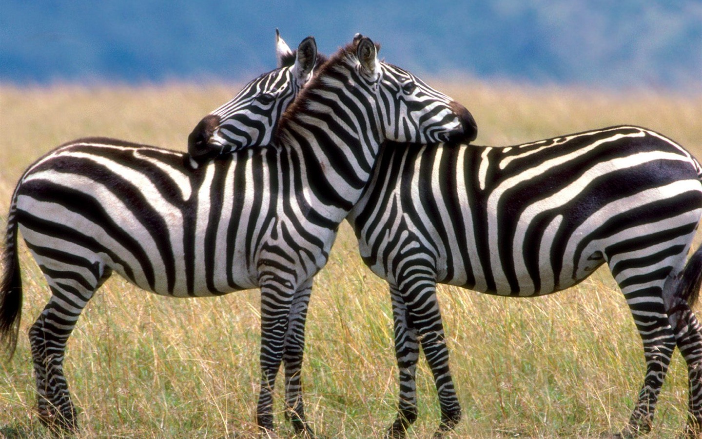 Zebra Фото обои #14 - 1440x900