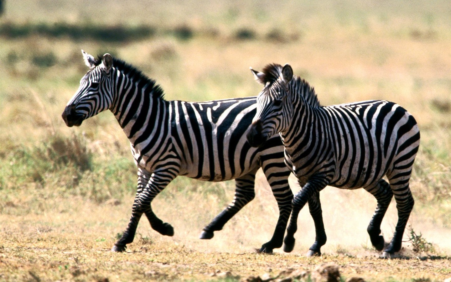 Zebra Фото обои #20 - 1440x900