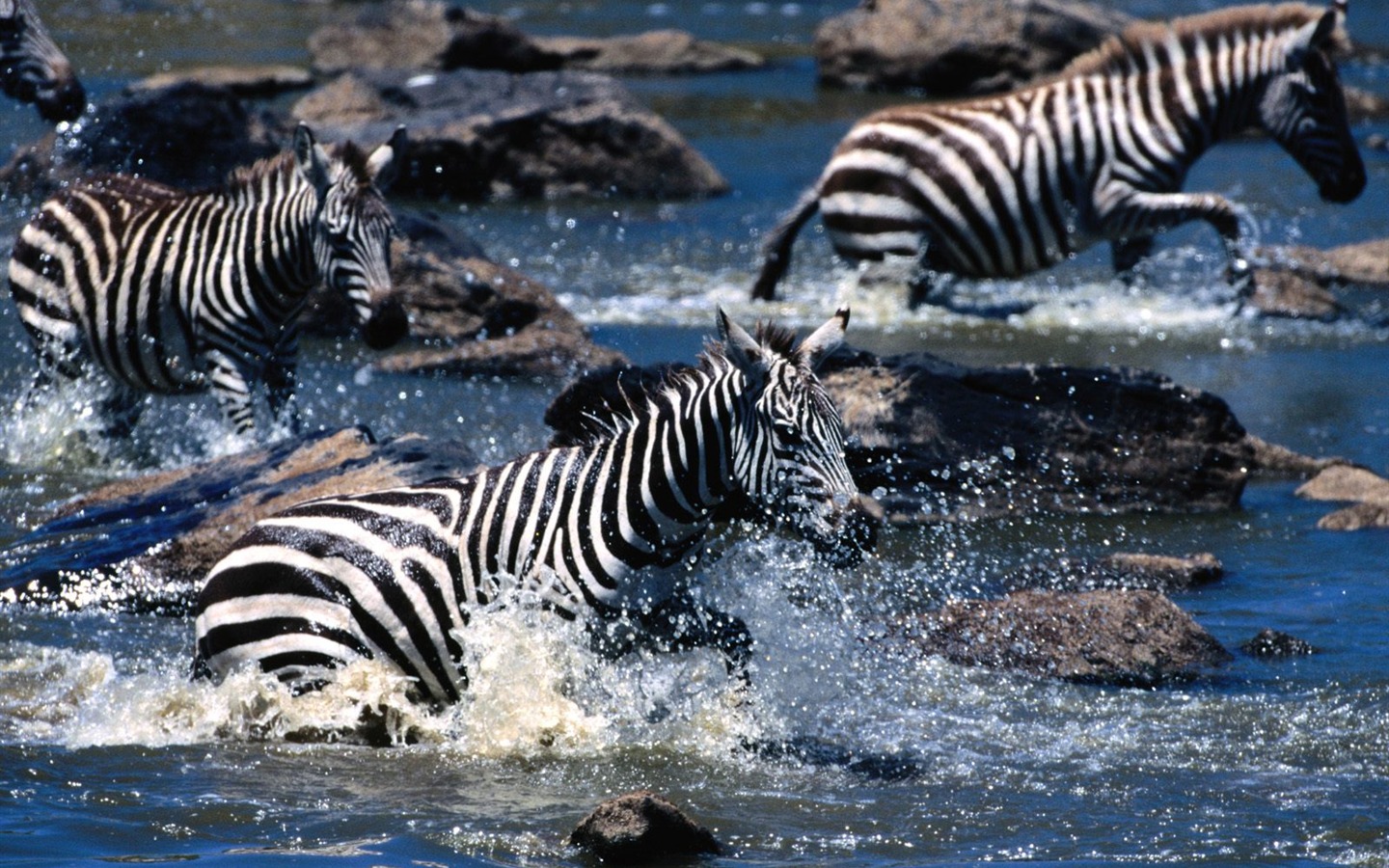 Zebra Фото обои #21 - 1440x900