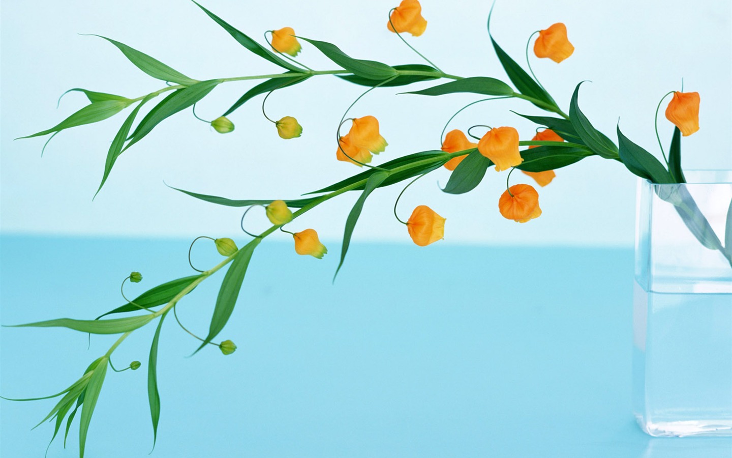 Květiny close-up (21) #18 - 1440x900