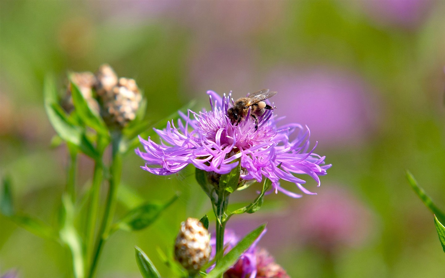 Love Bee Flower Wallpaper (3) #3 - 1440x900