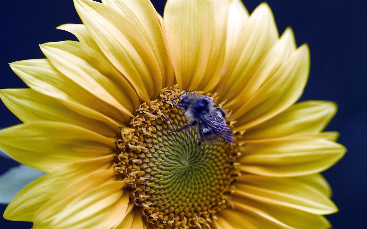 Láska Bee Květinové tapetu (3) #15 - 1440x900
