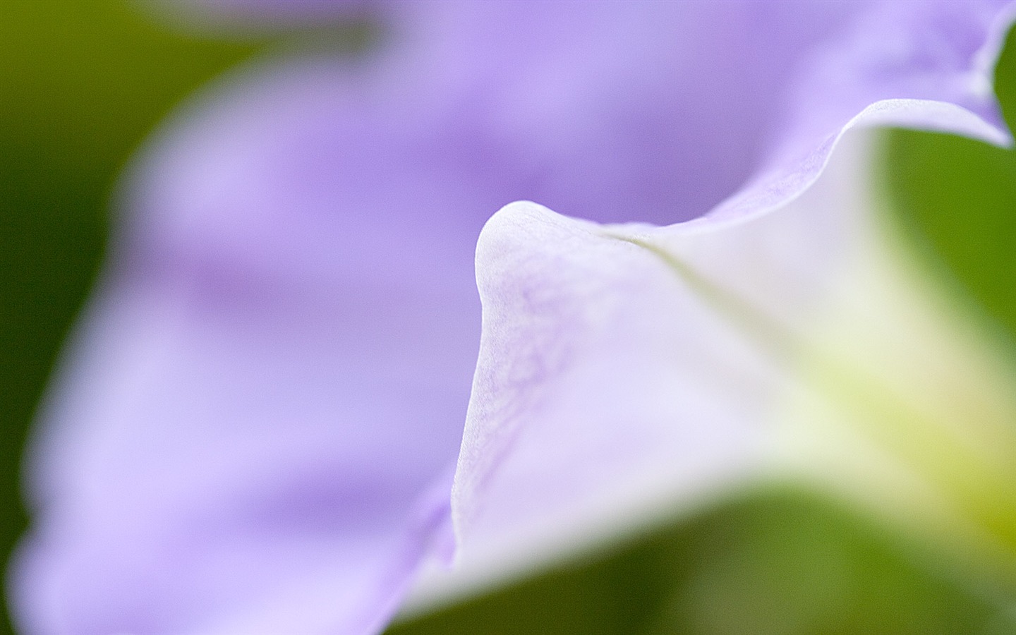 Fondos de Exteriores Flores fotografía #5 - 1440x900