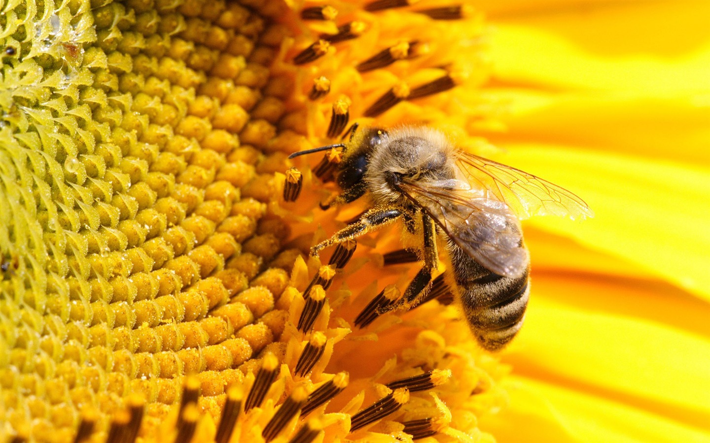 Láska Bee Květinové tapetu (4) #1 - 1440x900
