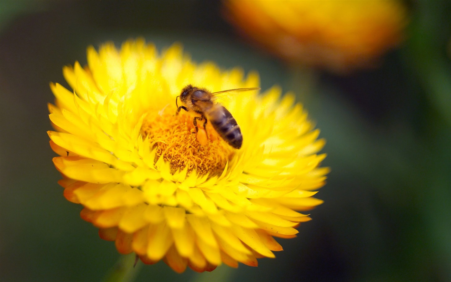 Láska Bee Květinové tapetu (4) #12 - 1440x900