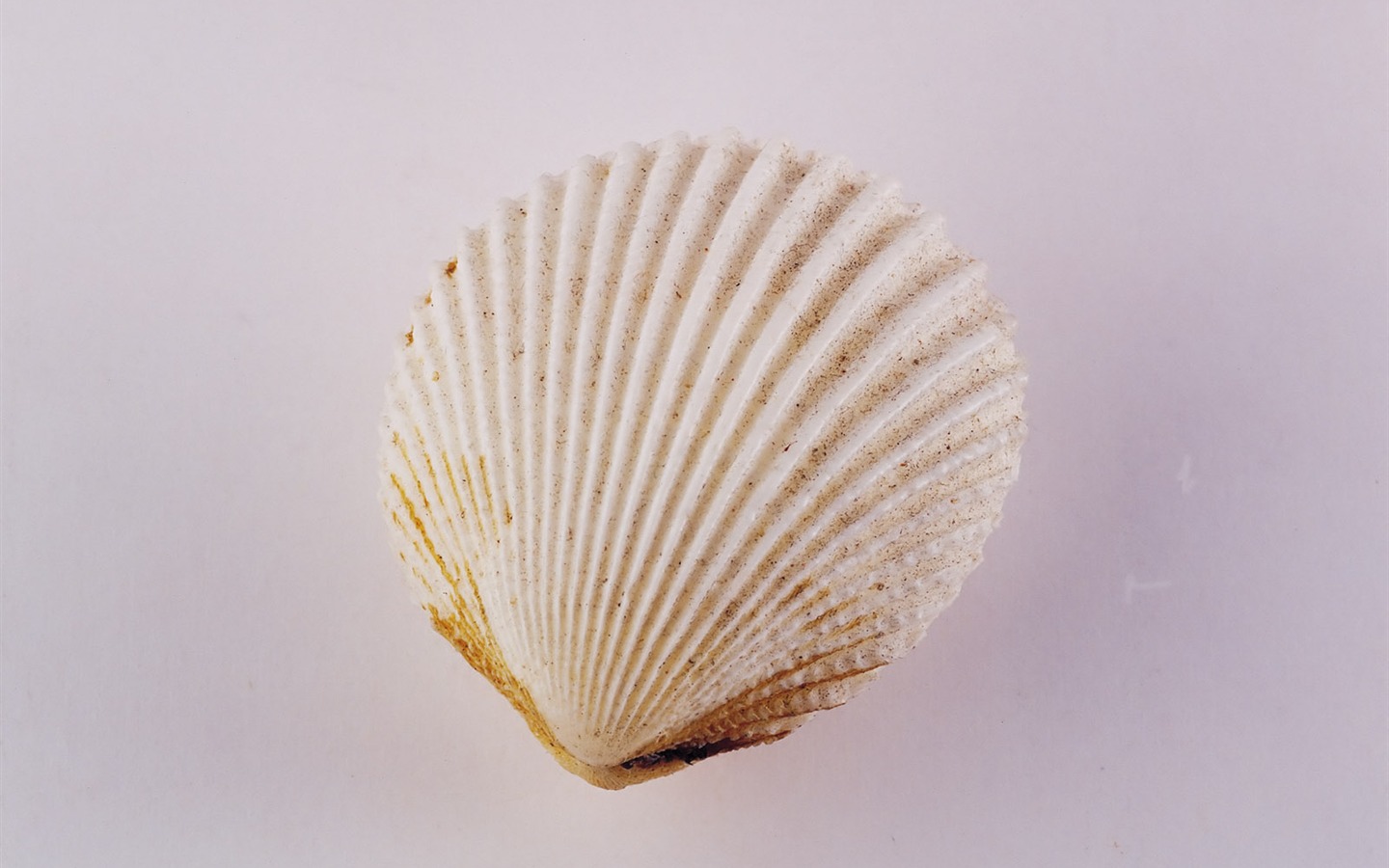 贝壳海螺壁纸专辑(二)7 - 1440x900