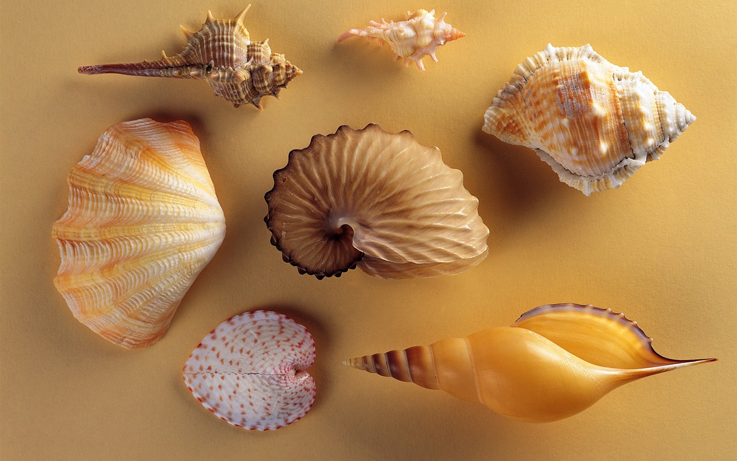 贝壳海螺壁纸专辑(二)20 - 1440x900