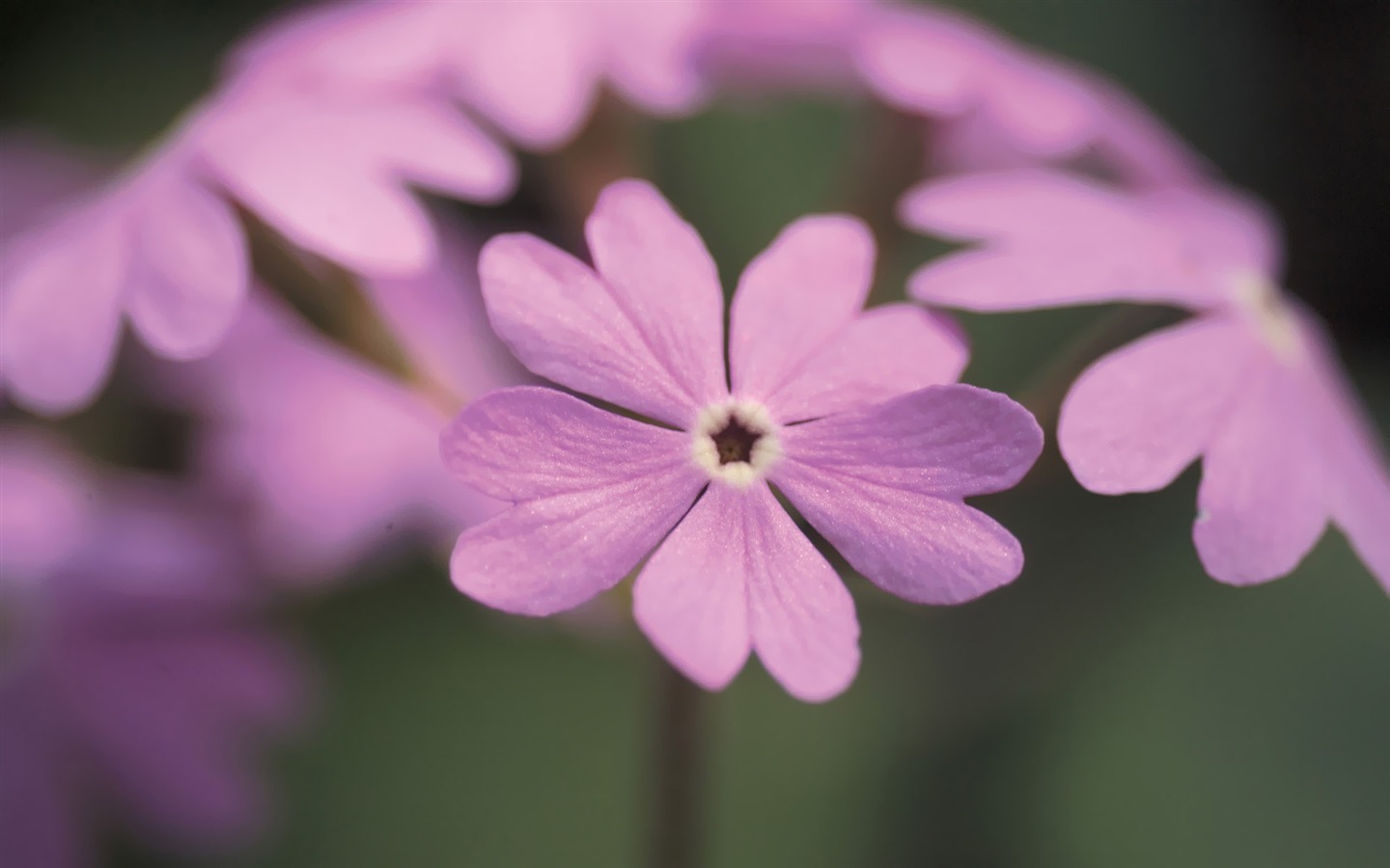 South Korea Flowers HD Paper #7 - 1440x900