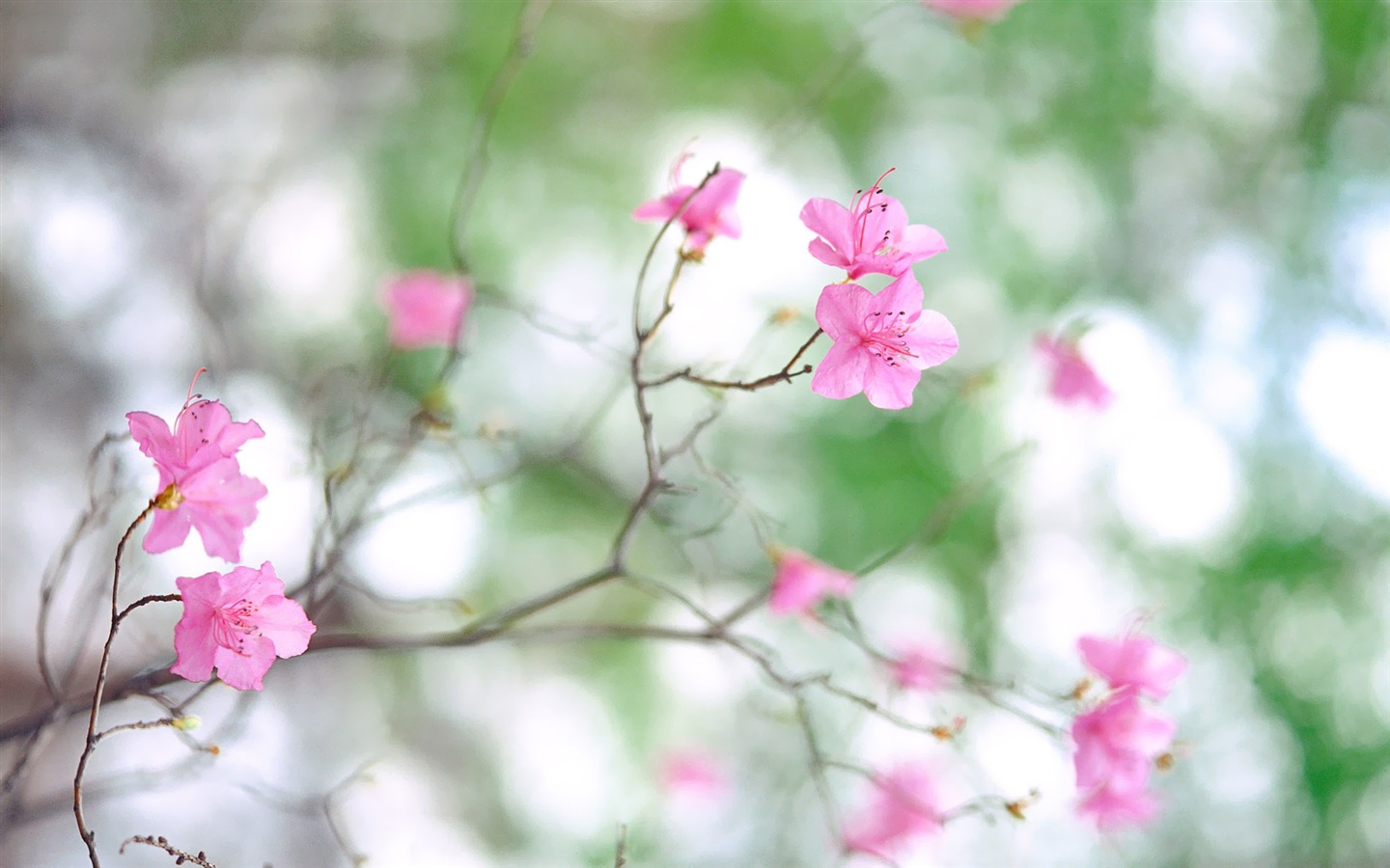 Corea del Sur Flores de papel de alta definición #10 - 1440x900