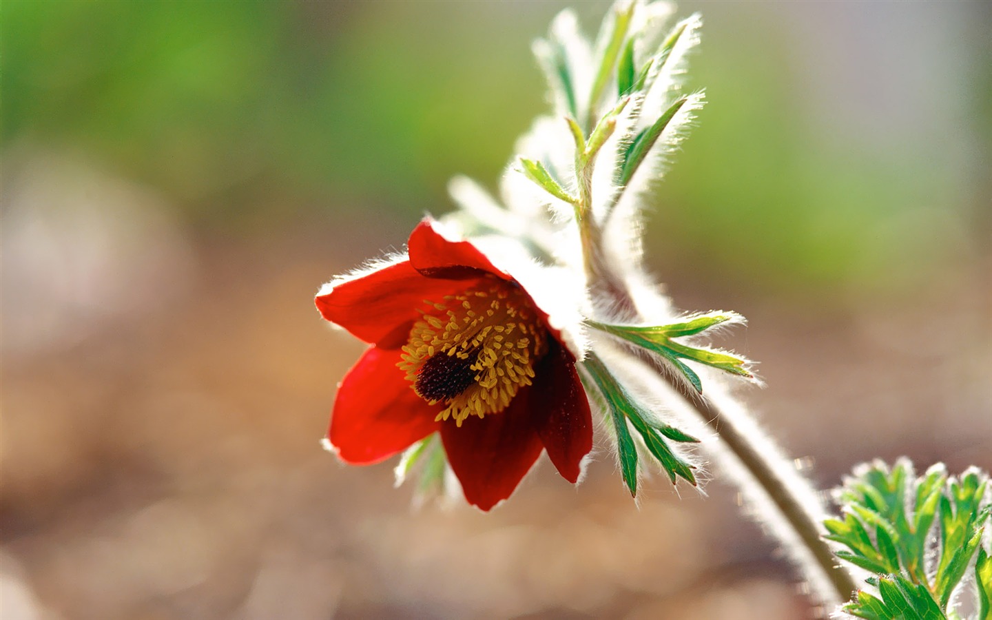 South Korea Flowers HD Paper #11 - 1440x900