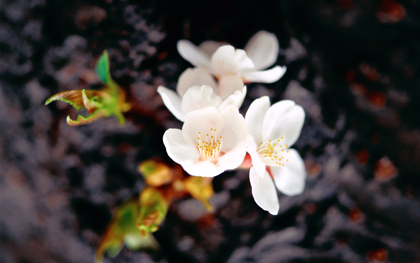 Fleurs Corée du Sud HD Livre #12 - 1440x900