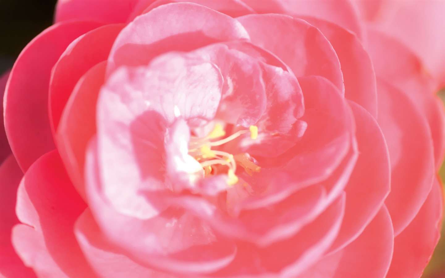 Corea del Sur Flores de papel de alta definición #17 - 1440x900