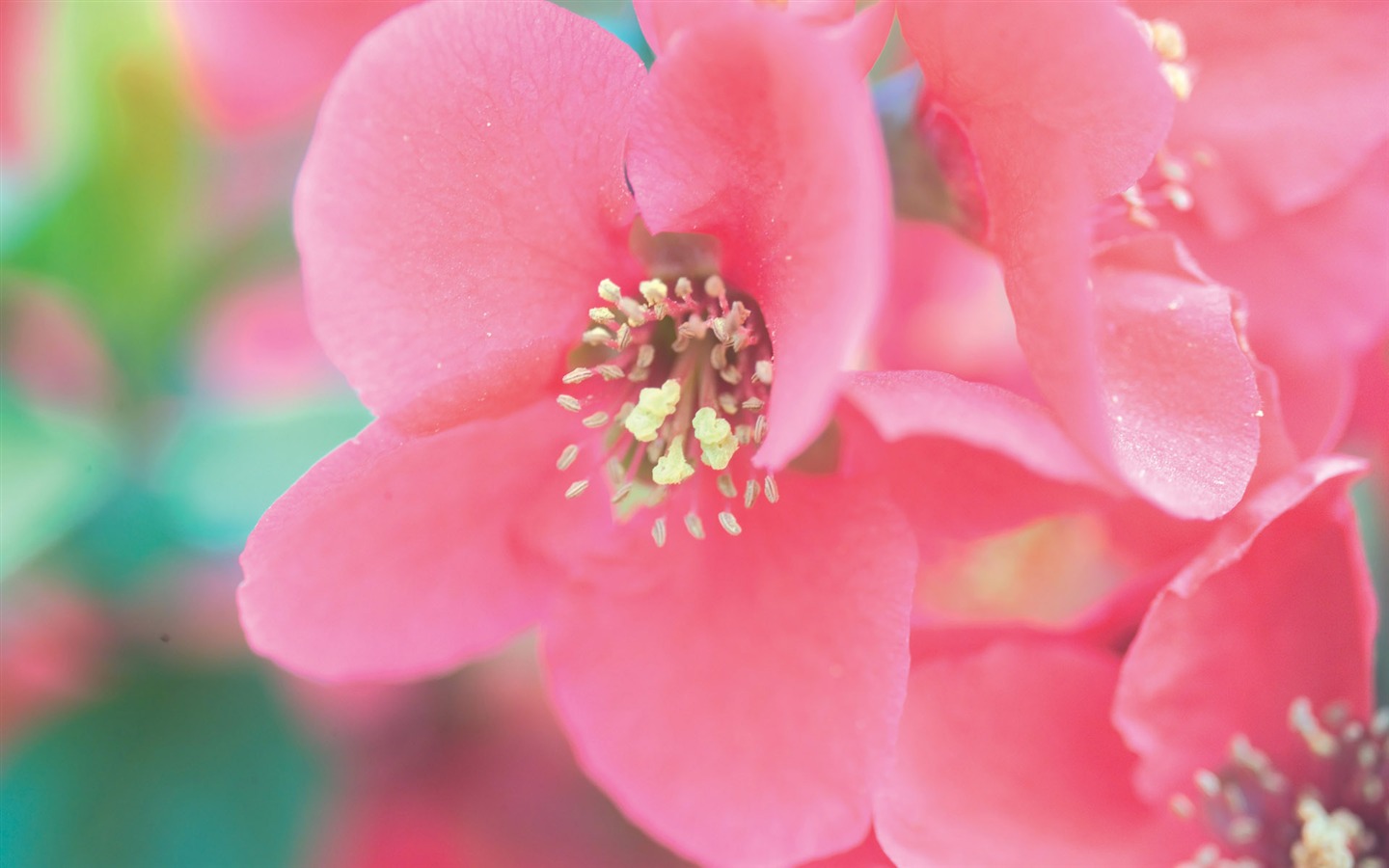 韩国花卉摄影高清纸20 - 1440x900