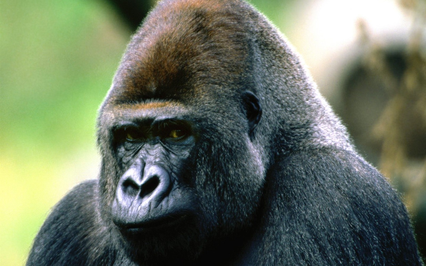Fond d'écran orang-outan singe (1) #1 - 1440x900
