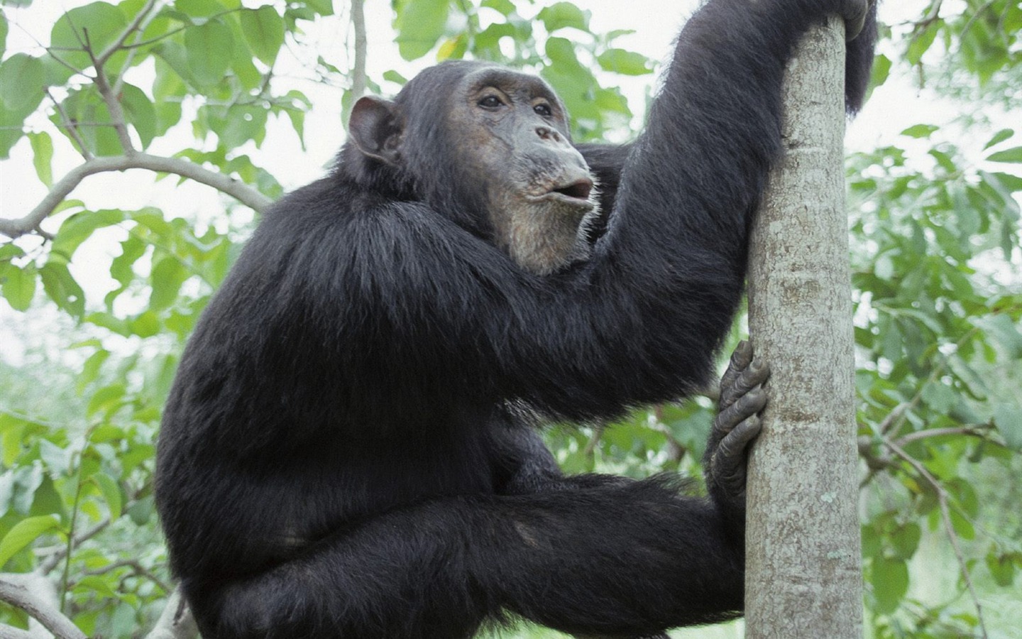 Monkey orangutan tapety (1) #4 - 1440x900