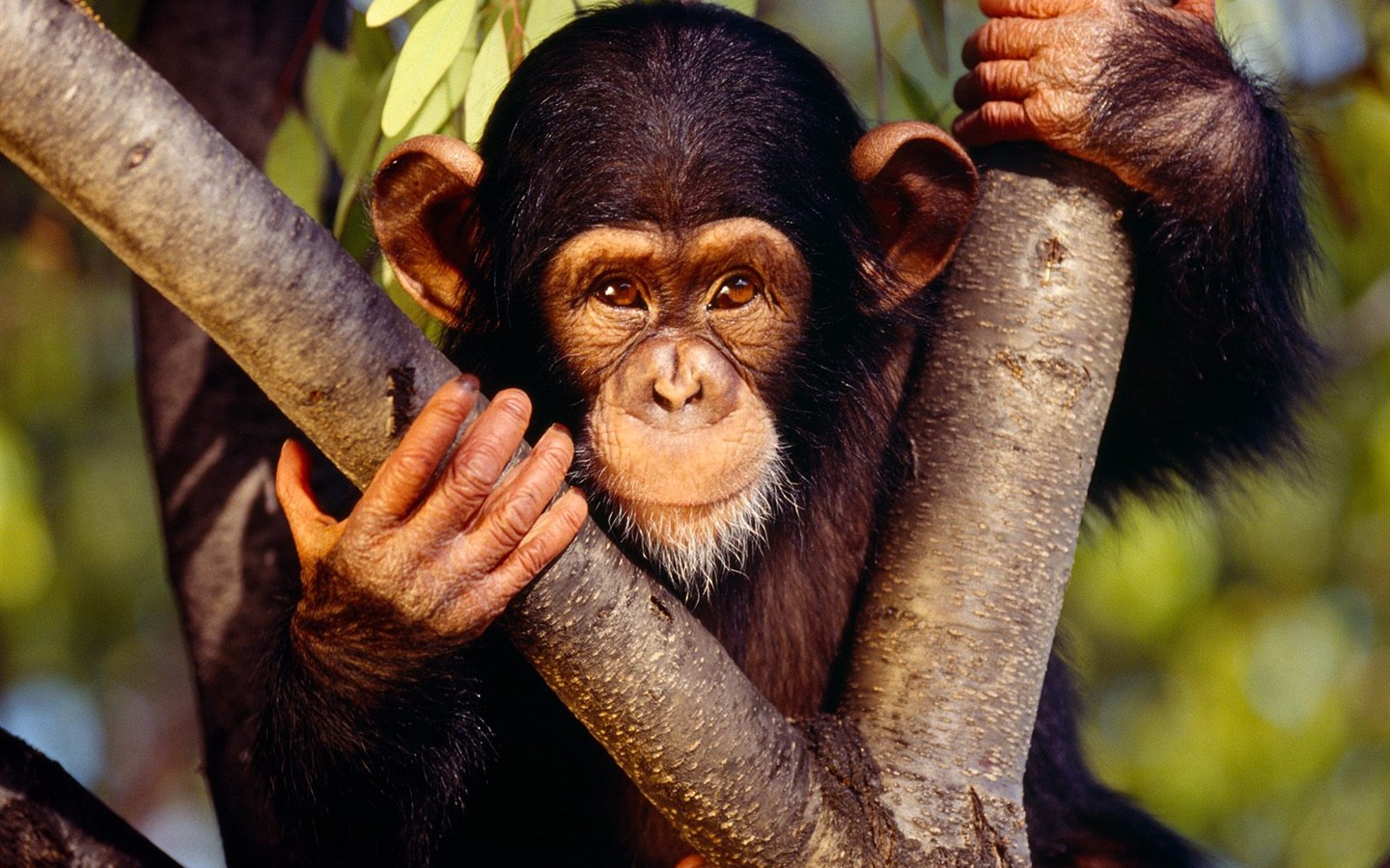 Fond d'écran orang-outan singe (1) #10 - 1440x900