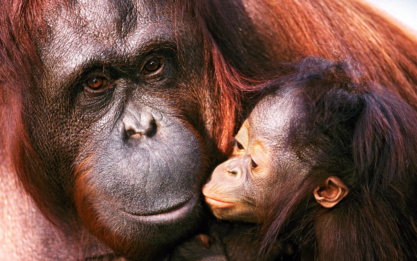 Fond d'écran orang-outan singe (1) #11 - 1440x900