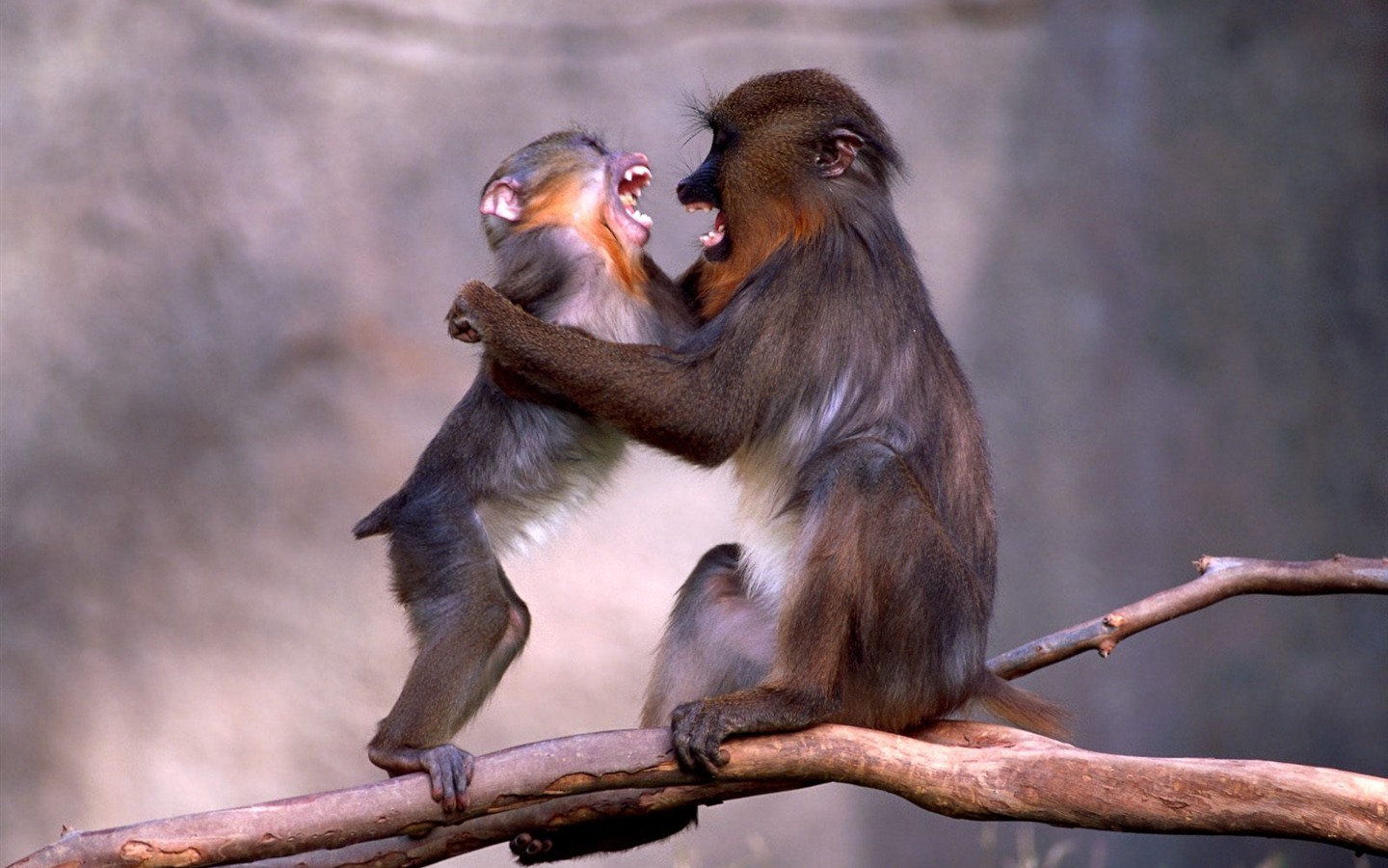 원숭이 오랑우탄의 벽지 (1) #18 - 1440x900