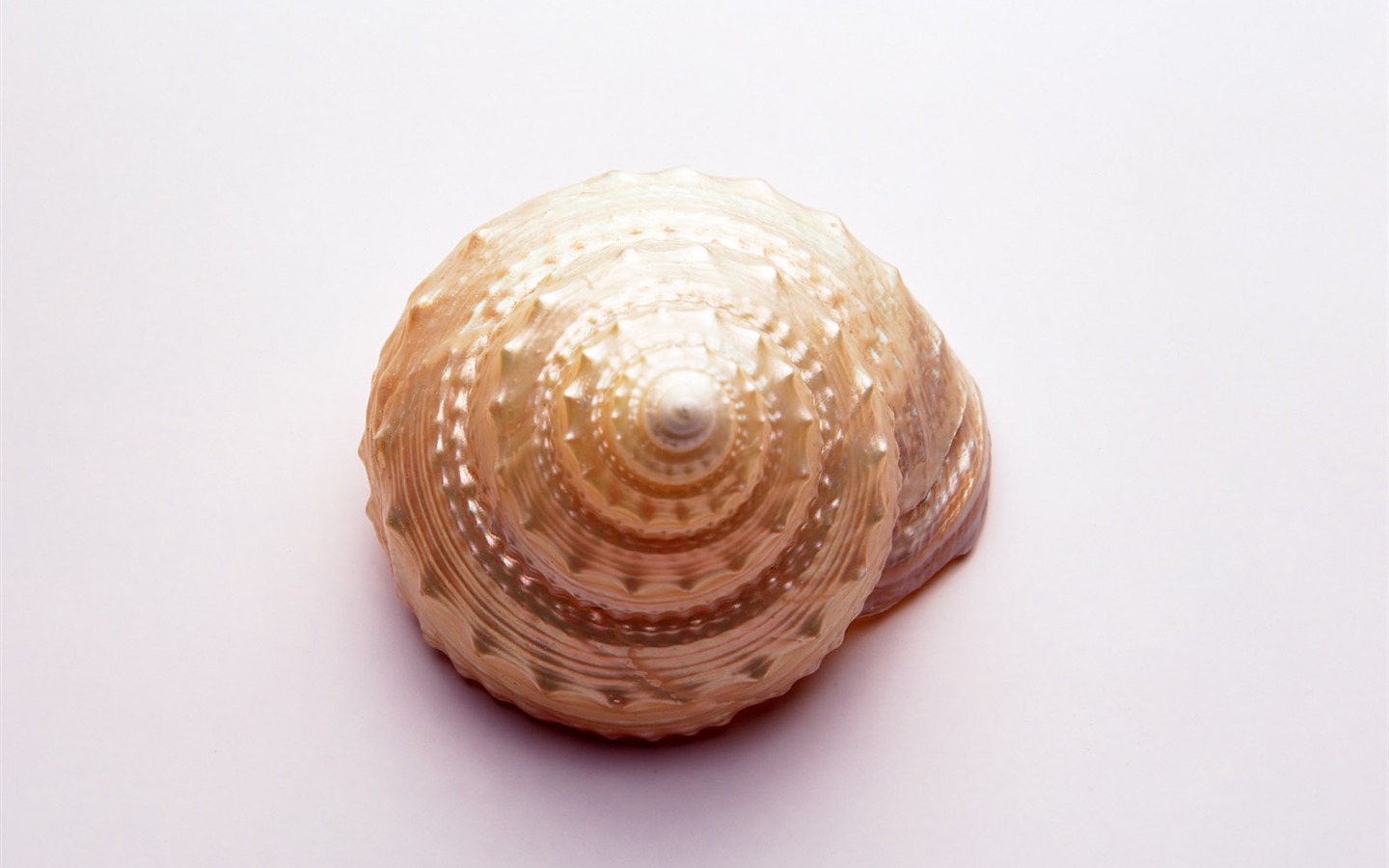 贝壳海螺壁纸专辑(三)9 - 1440x900