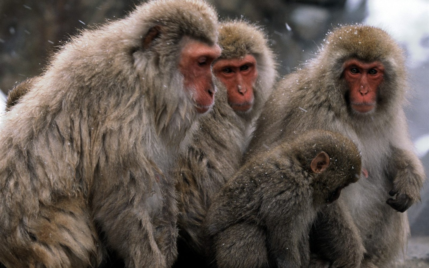 원숭이 오랑우탄의 벽지 (2) #7 - 1440x900