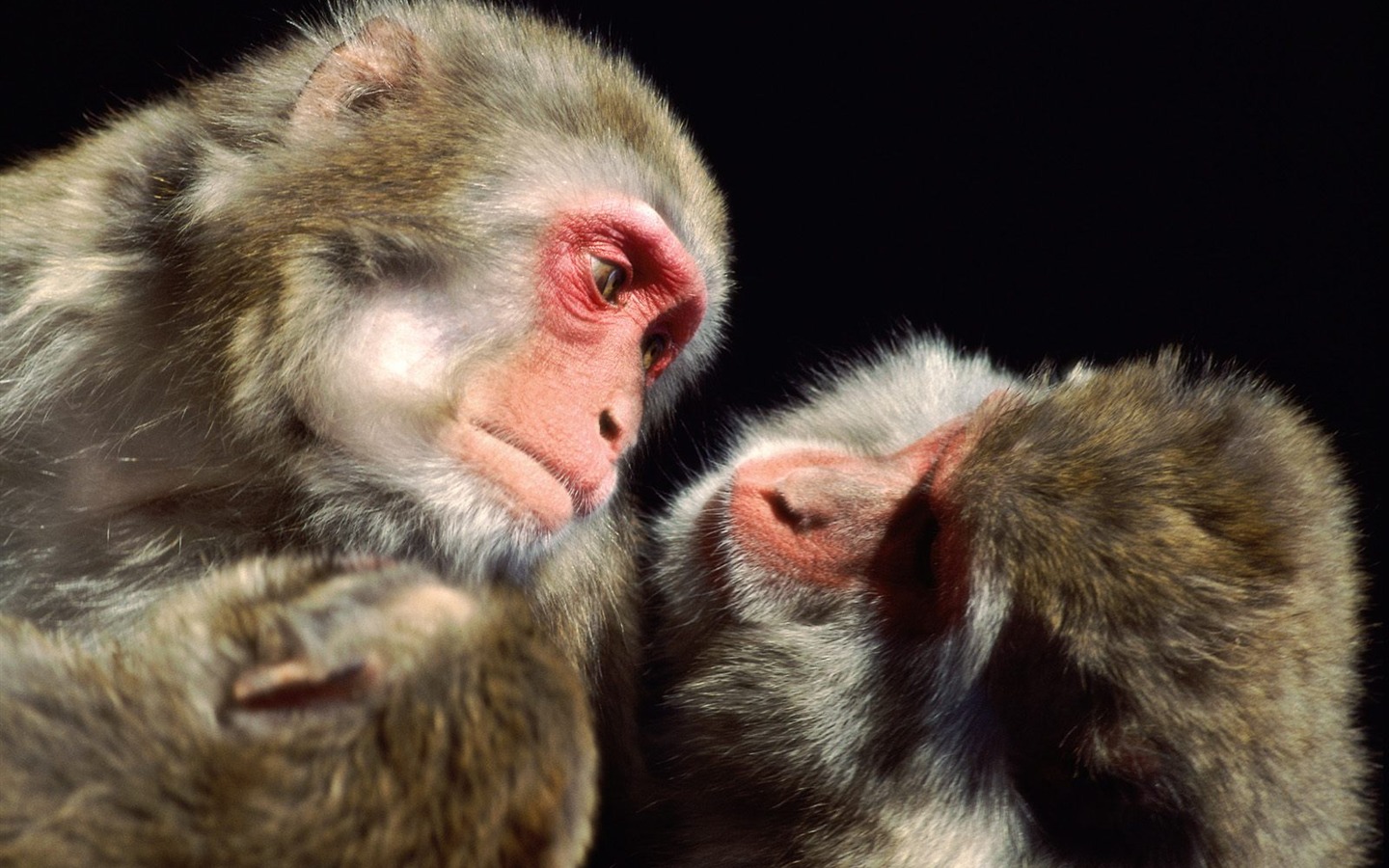 원숭이 오랑우탄의 벽지 (2) #8 - 1440x900