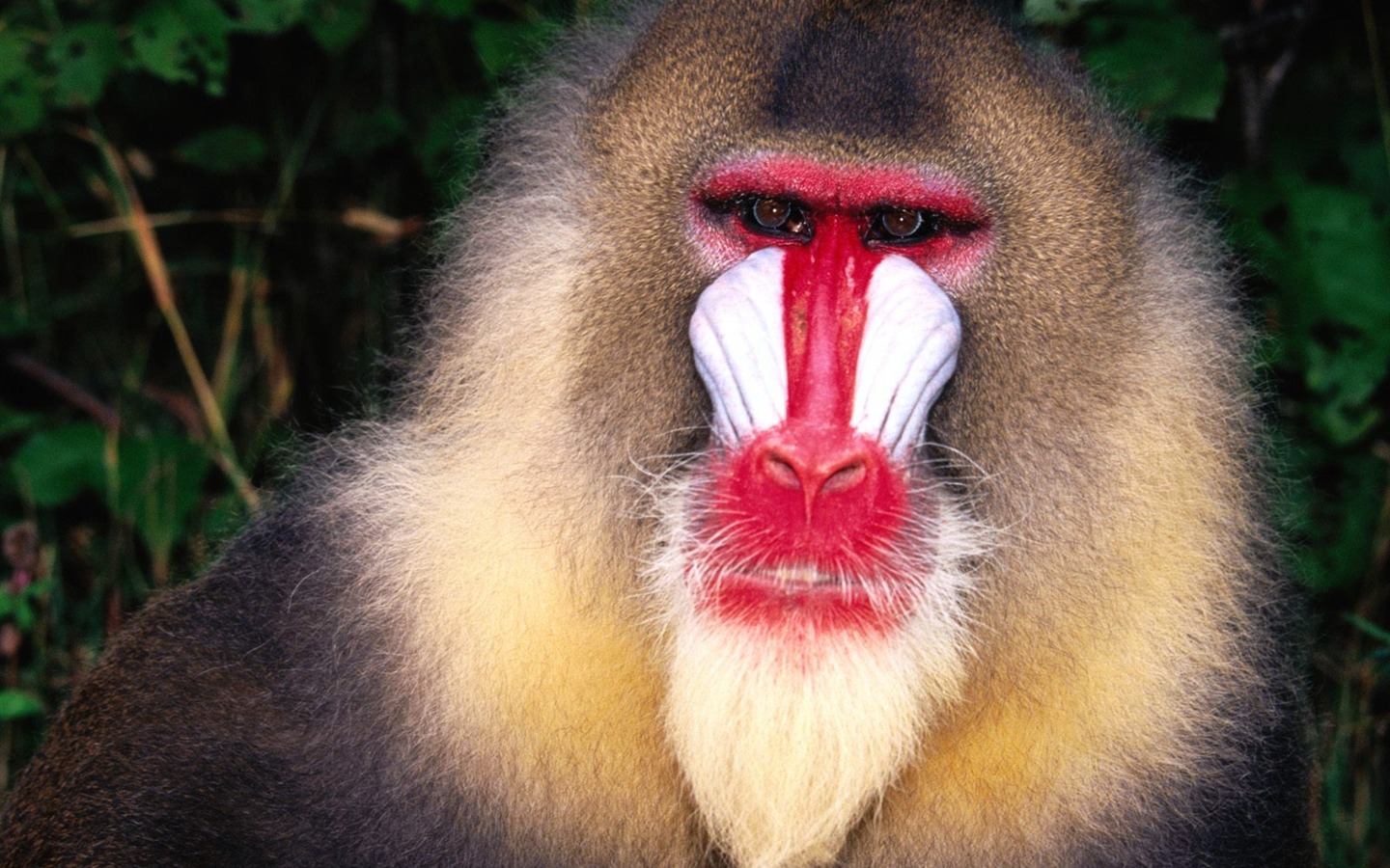 Monkey orangutan tapetu (2) #11 - 1440x900