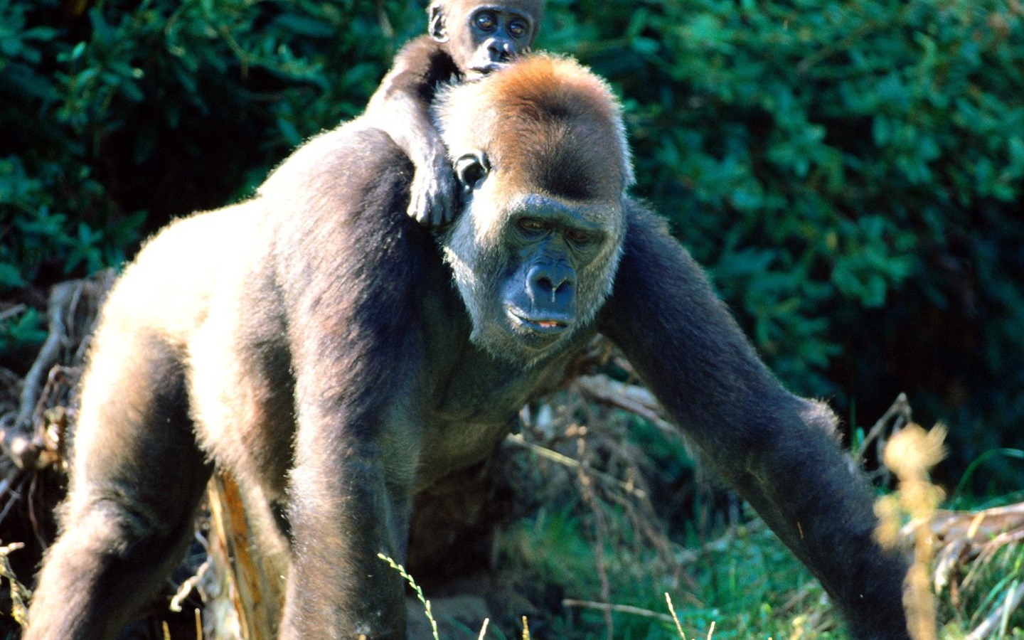 Monkey orangutan tapetu (2) #14 - 1440x900