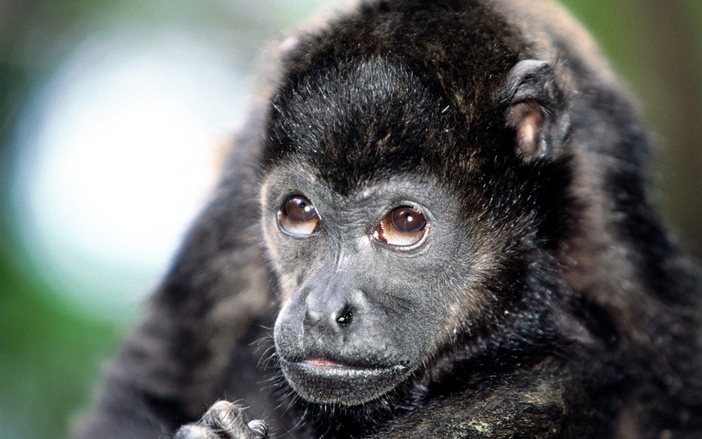Monkey orangutan tapetu (2) #16 - 1440x900