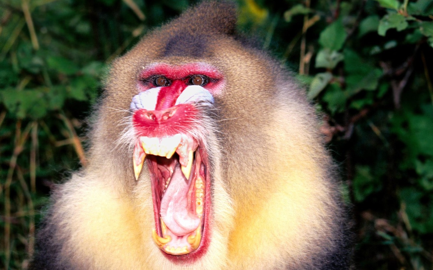 원숭이 오랑우탄의 벽지 (2) #18 - 1440x900