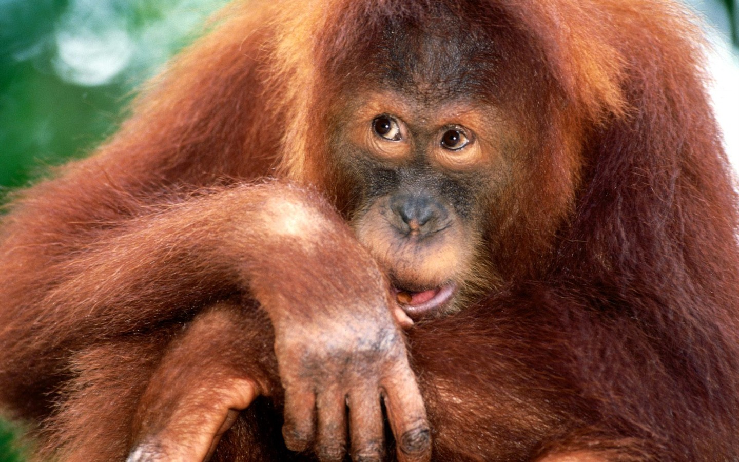 원숭이 오랑우탄의 벽지 (2) #19 - 1440x900