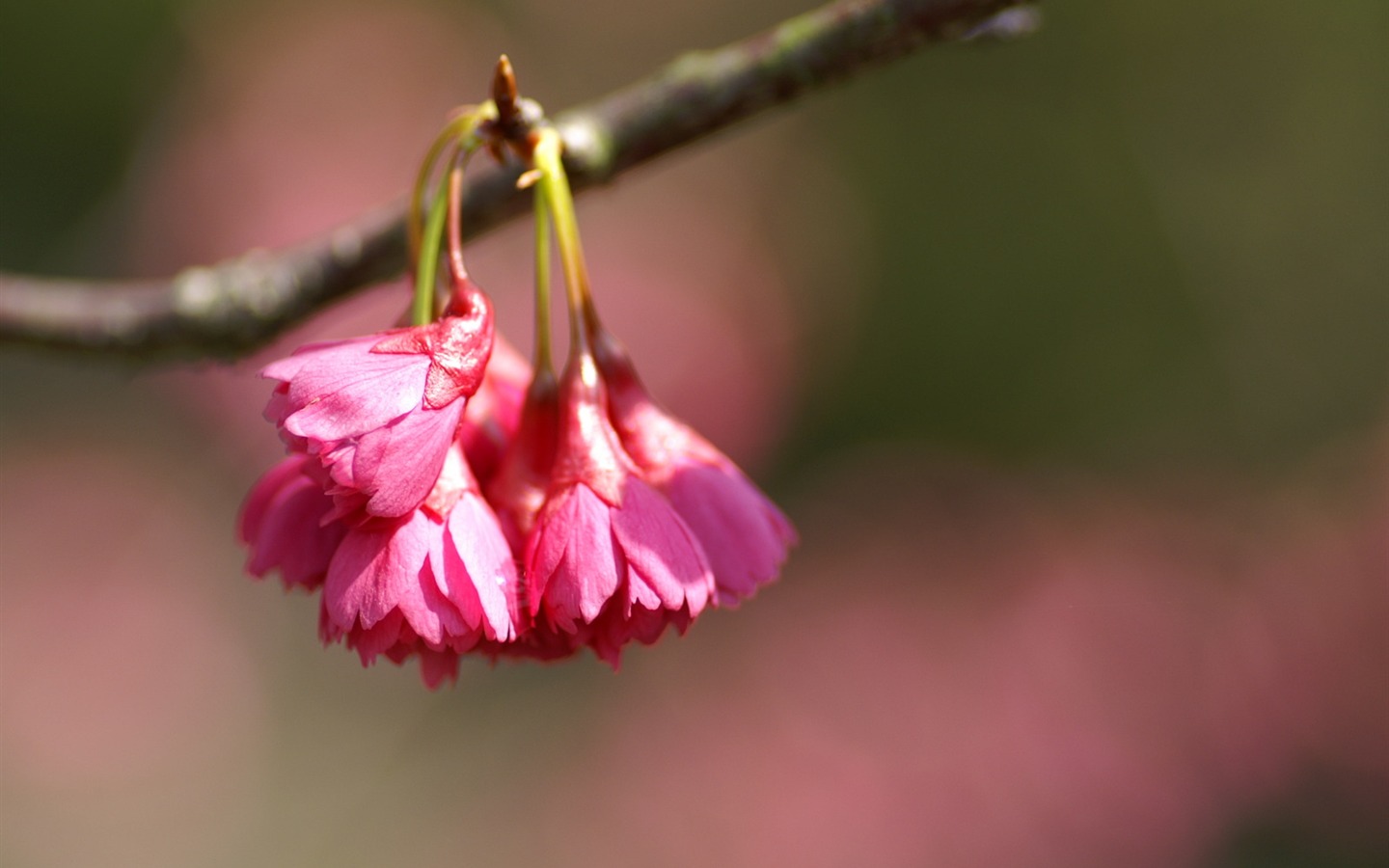 個人の花の壁紙(2) #2 - 1440x900