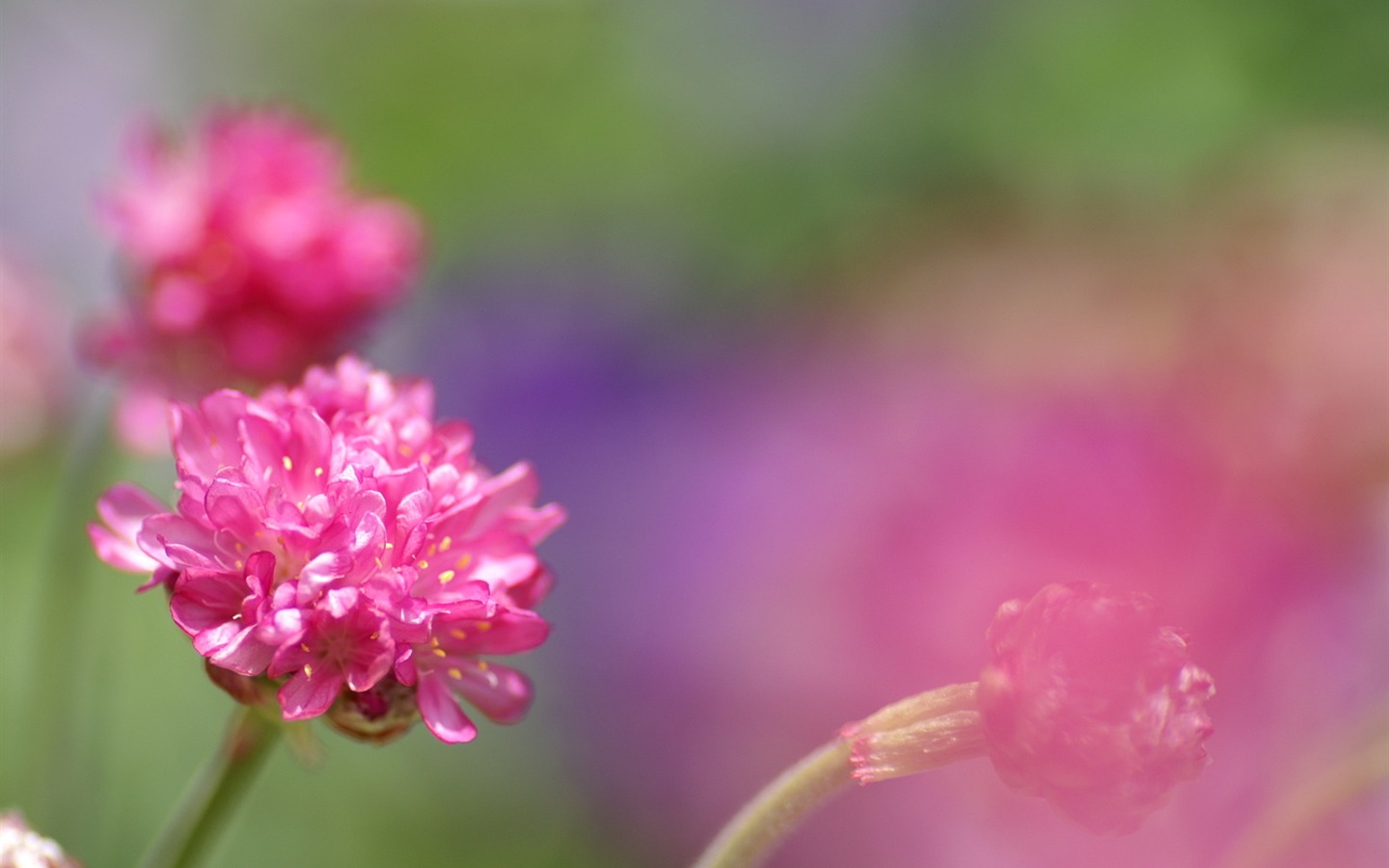 Personnels d'écran Fleurs (2) #7 - 1440x900