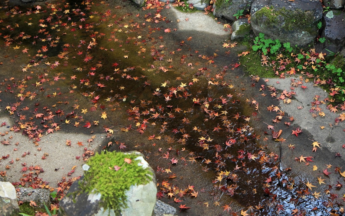枫叶铺满地 壁纸2 - 1440x900