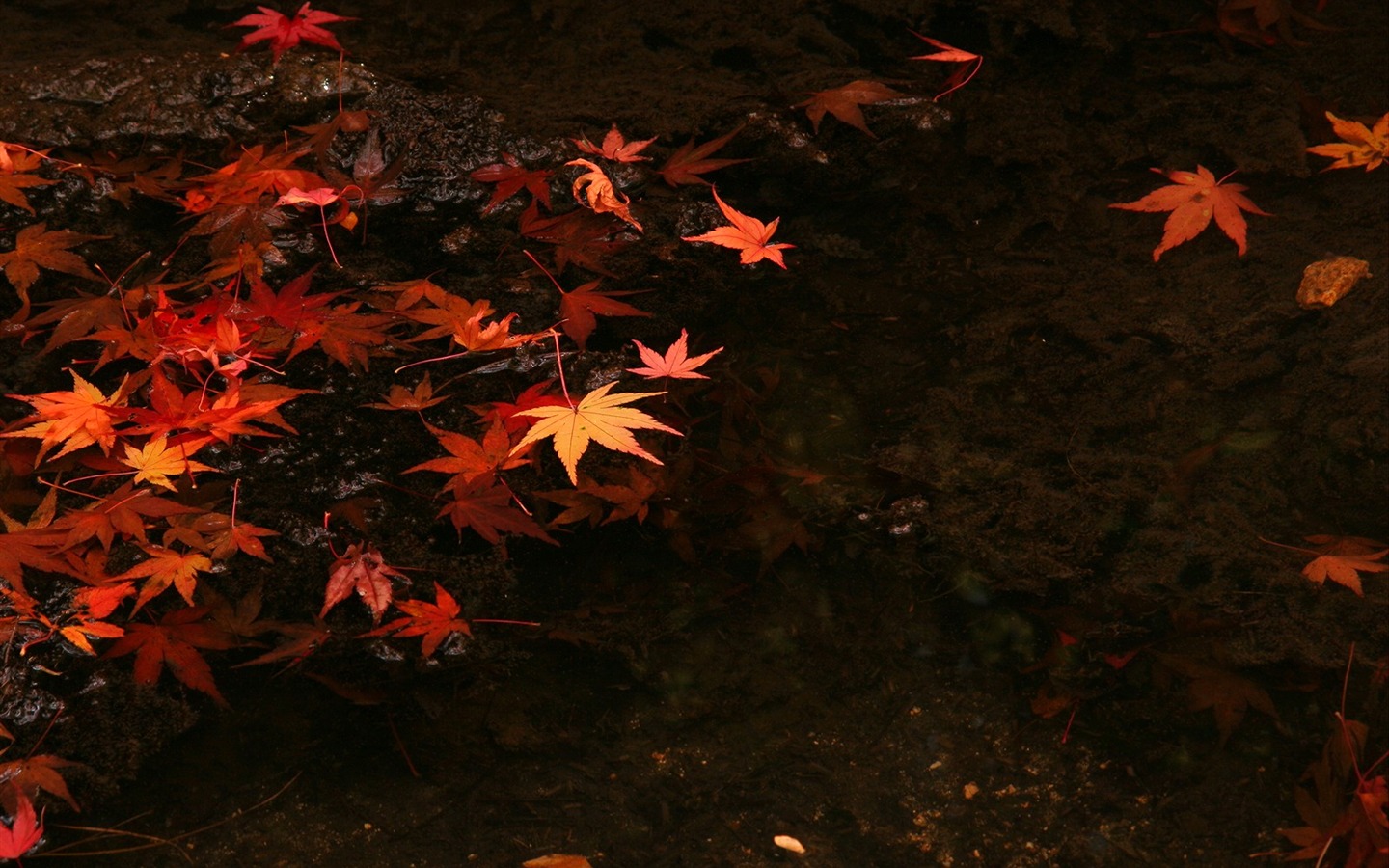 枫叶铺满地 壁纸5 - 1440x900