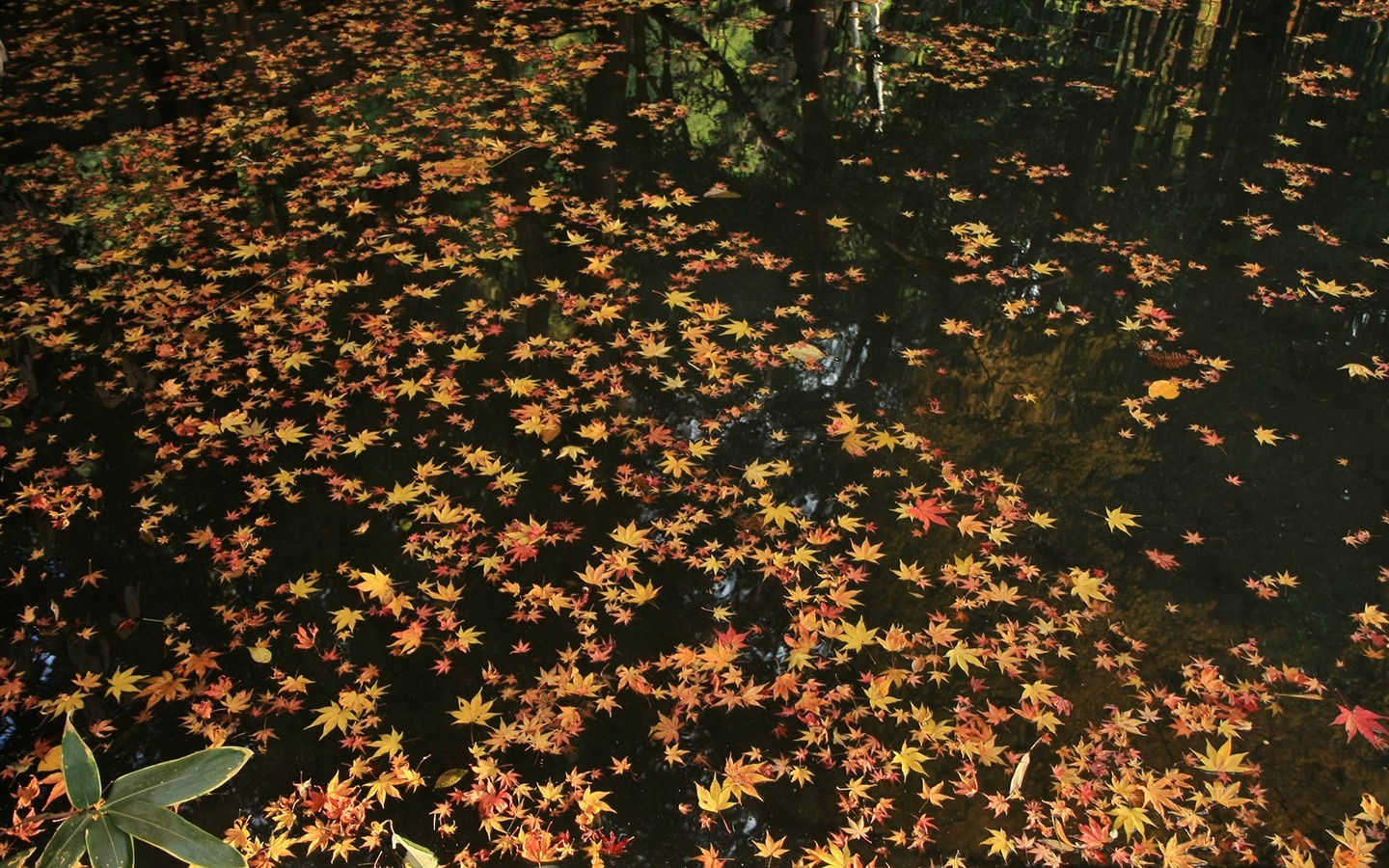 楓葉鋪滿地 壁紙 #12 - 1440x900
