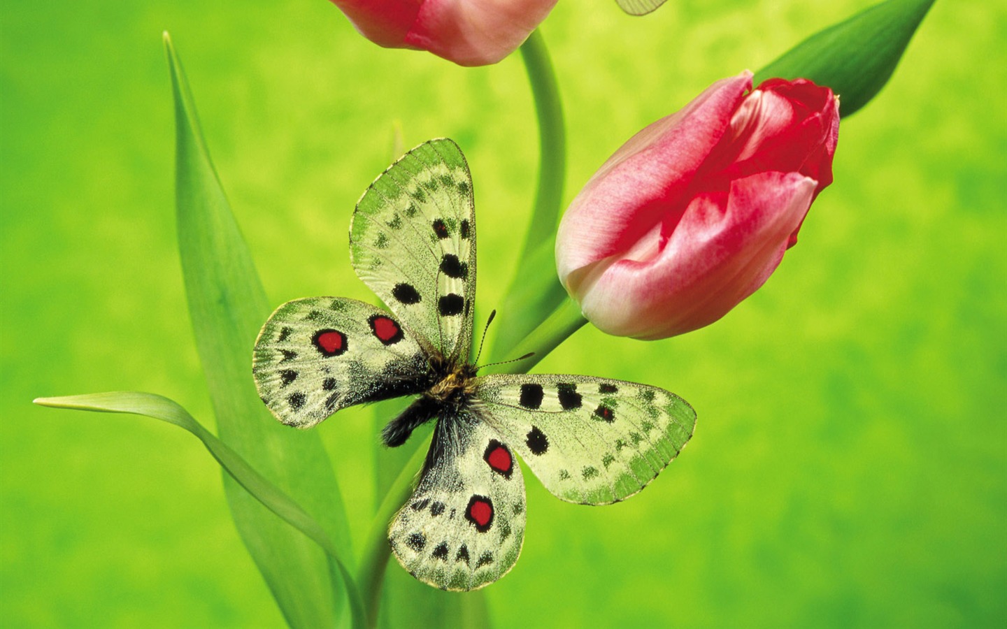 Las mariposas y las flores fondos de escritorio de disco (2) #4 - 1440x900
