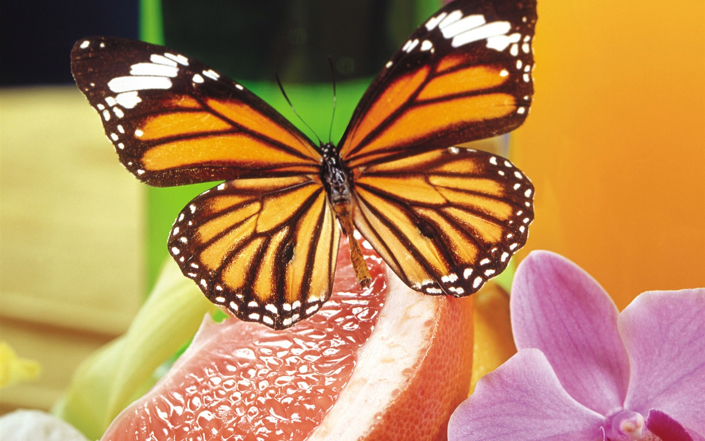 Las mariposas y las flores fondos de escritorio de disco (2) #14 - 1440x900