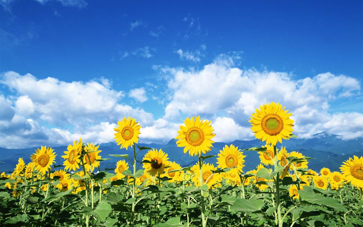 Blue Sky slunečnice širokoúhlý Tapeta #3 - 1440x900