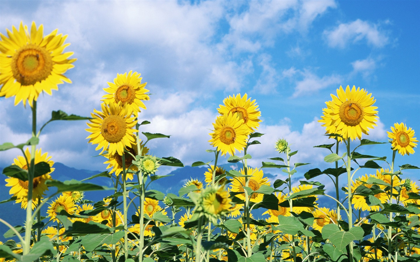 Blue sky sunflower Widescreen Wallpaper #4 - 1440x900