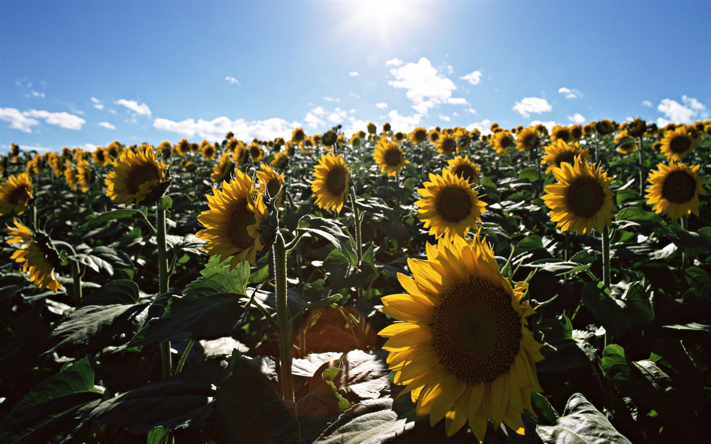 Blue sky sunflower Widescreen Wallpaper #5 - 1440x900