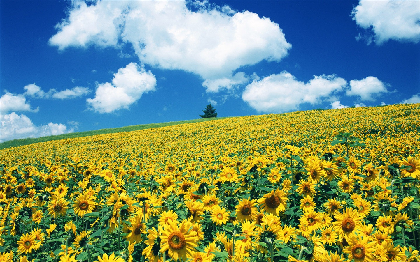 Blue sky sunflower Widescreen Wallpaper #14 - 1440x900