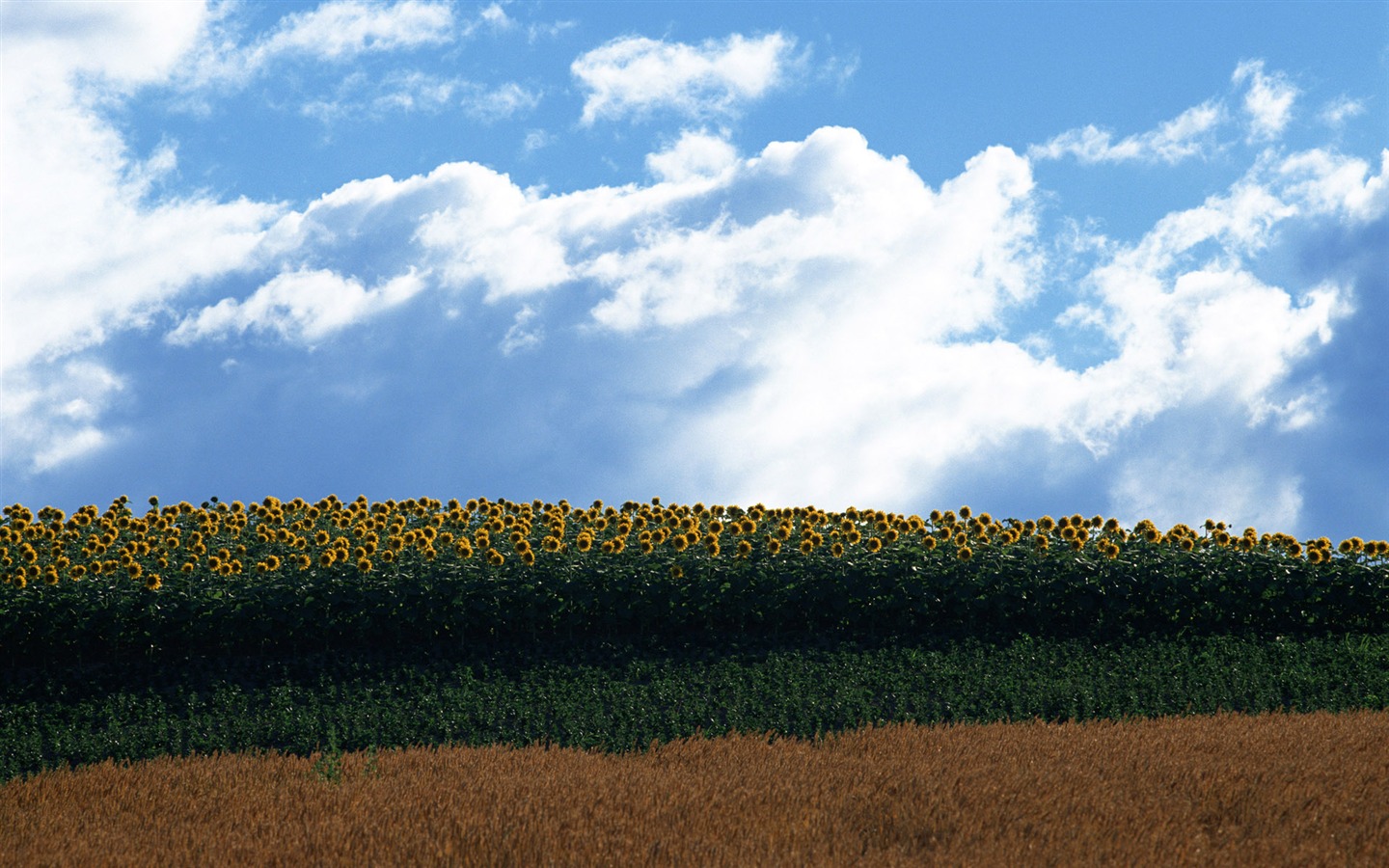 Blue sky sunflower Widescreen Wallpaper #20 - 1440x900