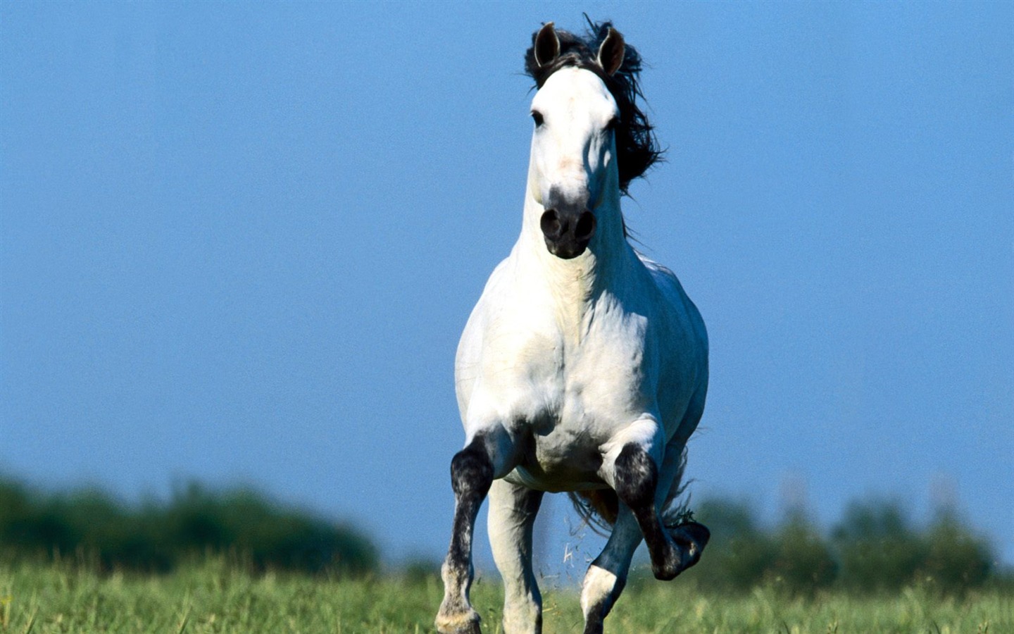 Fond d'écran Photo Horse (1) #9 - 1440x900