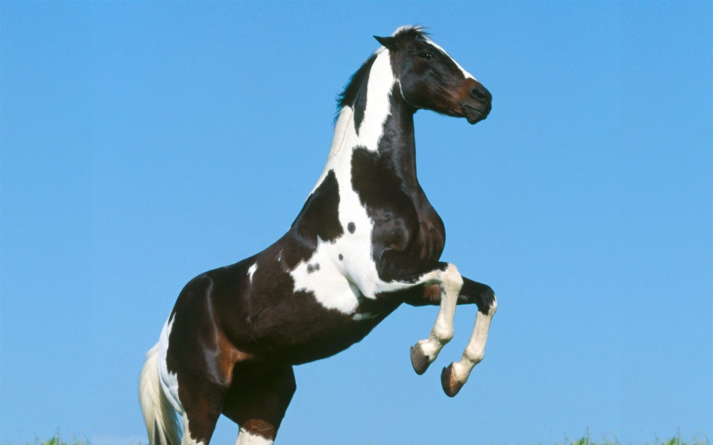 Fond d'écran Photo Horse (1) #10 - 1440x900