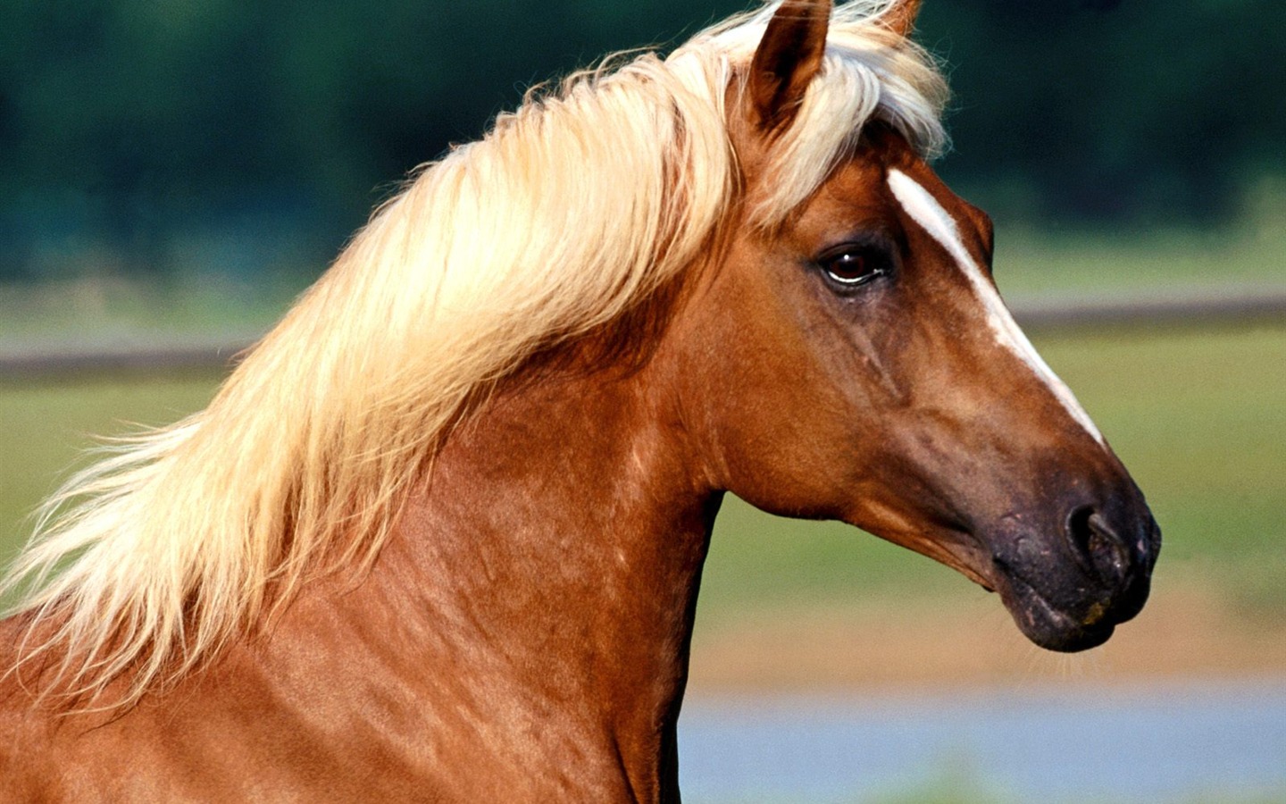 Fondo de pantalla de fotos de caballos (2) #1 - 1440x900