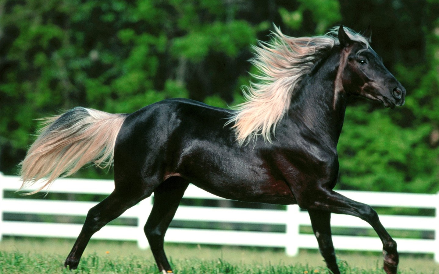 Fondo de pantalla de fotos de caballos (2) #2 - 1440x900